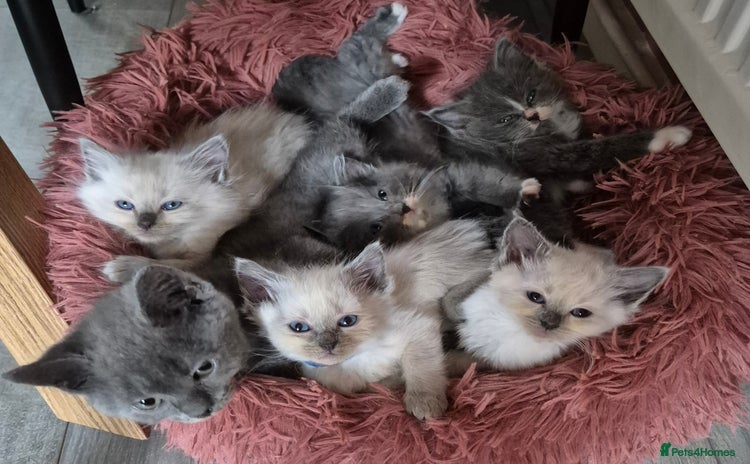 Siberian cats 5 stunning Siberian dolls! - Advert 12