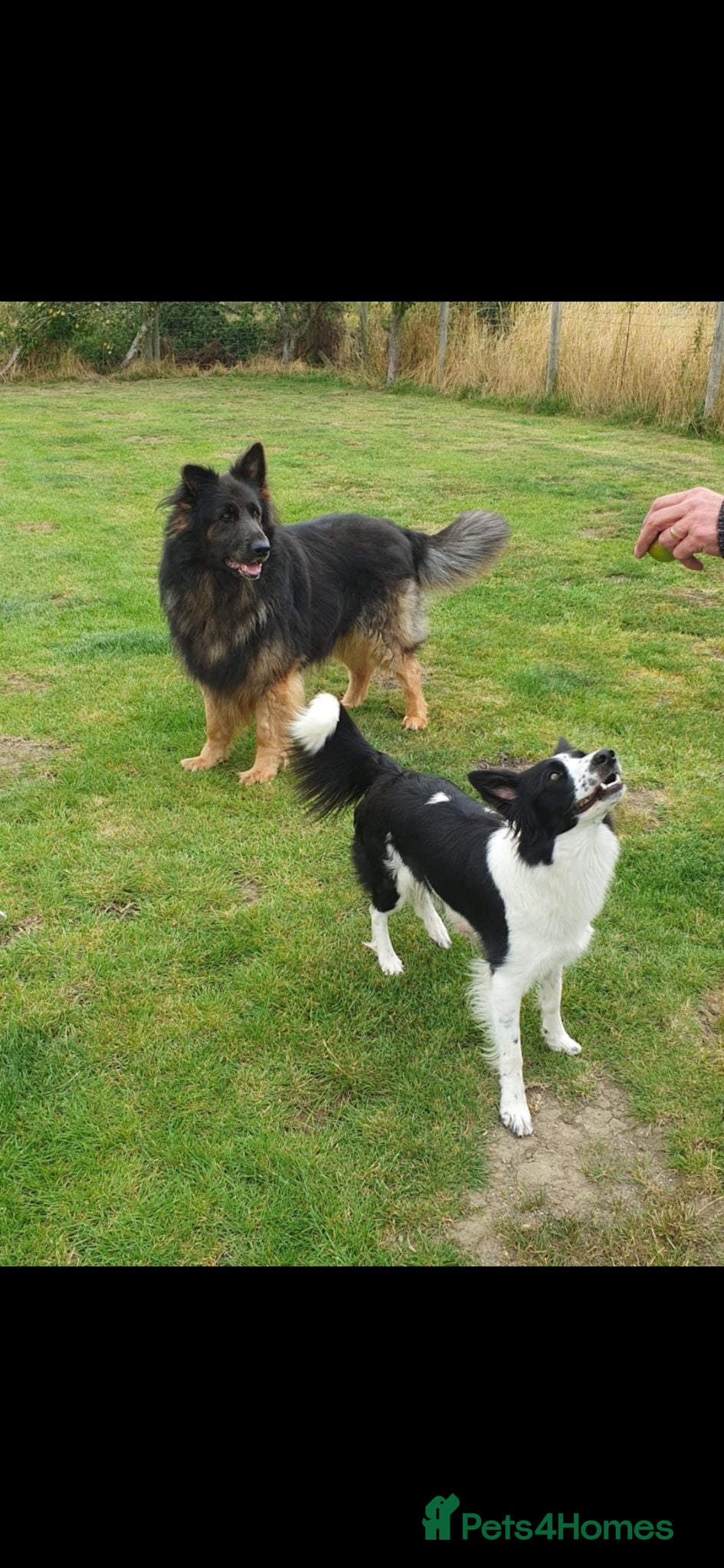 Mixed Breed dogs Border collie x German Shepherd  - Advert 2