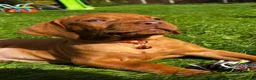 Hungarian Vizsla dogs for sale: ⭐️1 boy Available KC Hungarian Vizsla - Advert 9