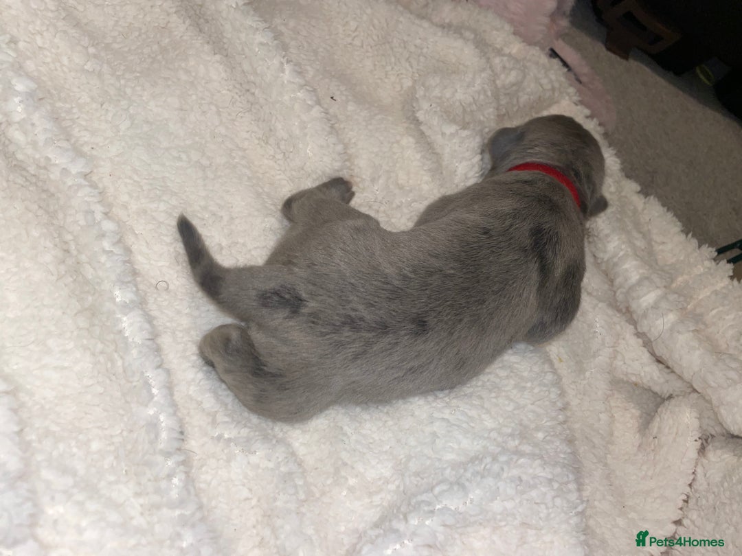 Cane Corso dogs for sale: Harlequin cane corso x pedigree cane corso puppies - Advert 19