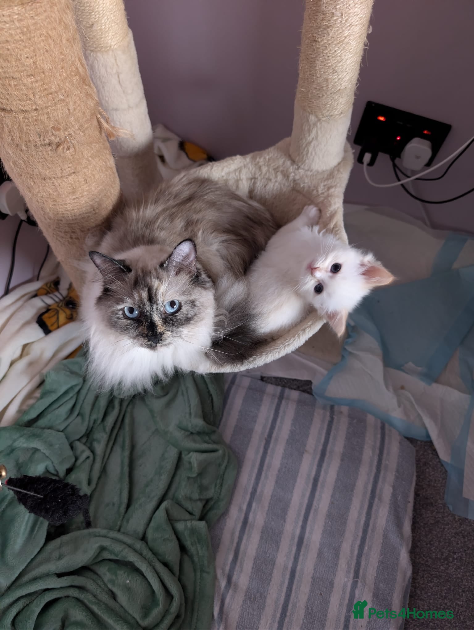 Ragdoll cats Ragdoll  - Advert 1