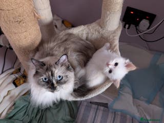 Ragdoll cats Ragdoll - Advert 1