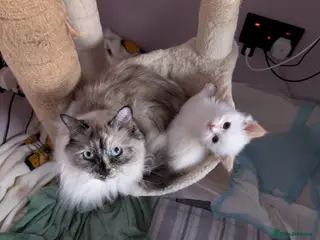 Ragdoll cats Ragdoll - Advert 2