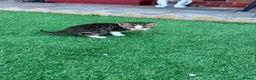 Mixed Breed cats for sale: BSH mixed breed kittens - Advert 20