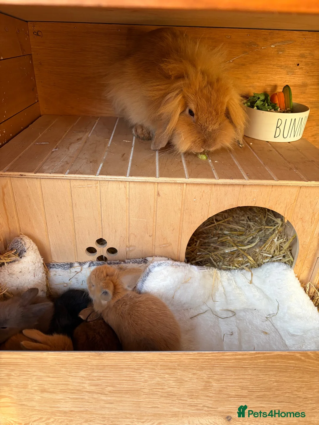 Mini Lop rabbits for sale: Gorgeous mini lion head lop  in Norwich - Advert 6