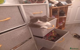Mixed Breed cats for sale: Mixed breed Tabbies  - Image 6