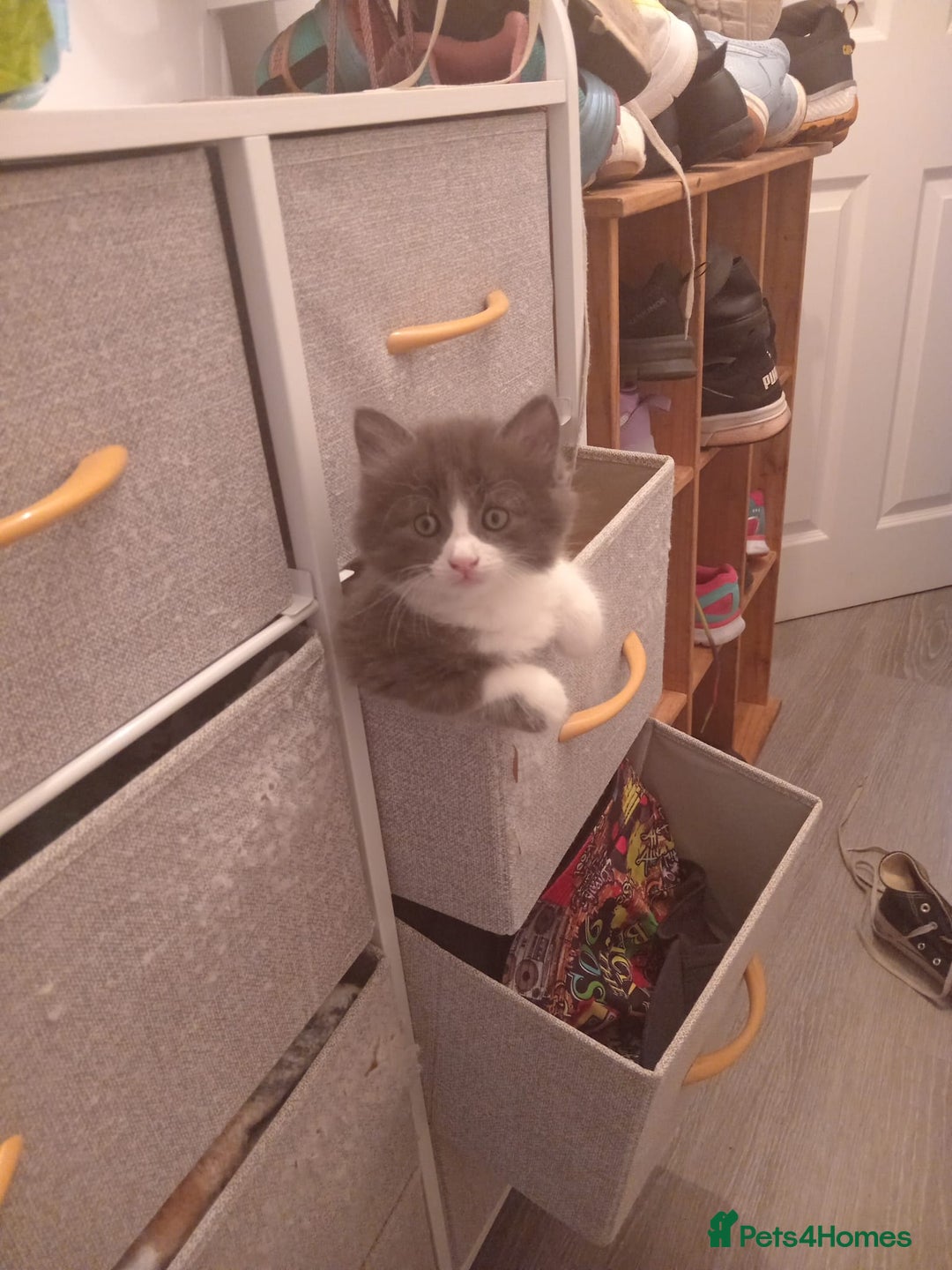 Mixed Breed cats for sale: Mixed breed Tabbies  - Image 6