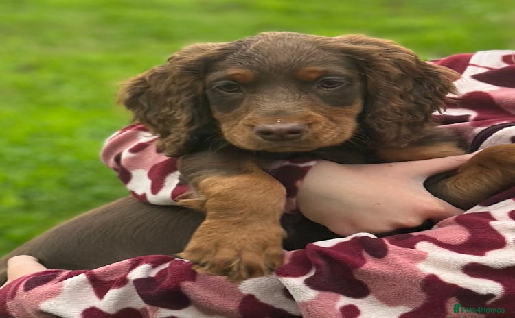 Cocker Spaniel dogs - Advert 4