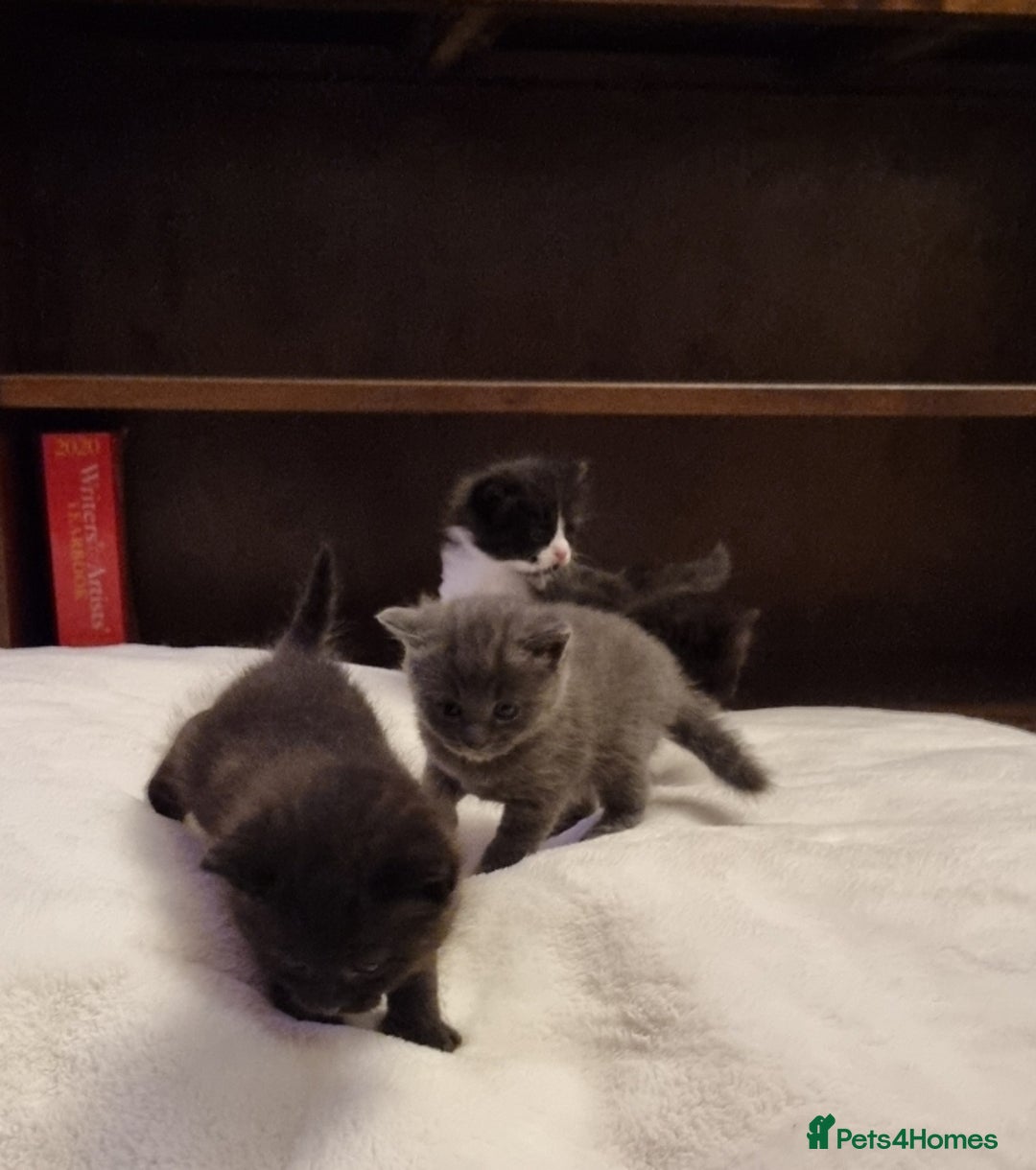 British Shorthair cats for sale: British Short hair cross kittens - Advert 2