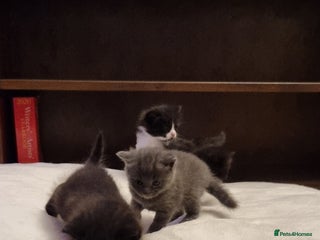 British Shorthair cats British Short hair cross kittens - Advert 1