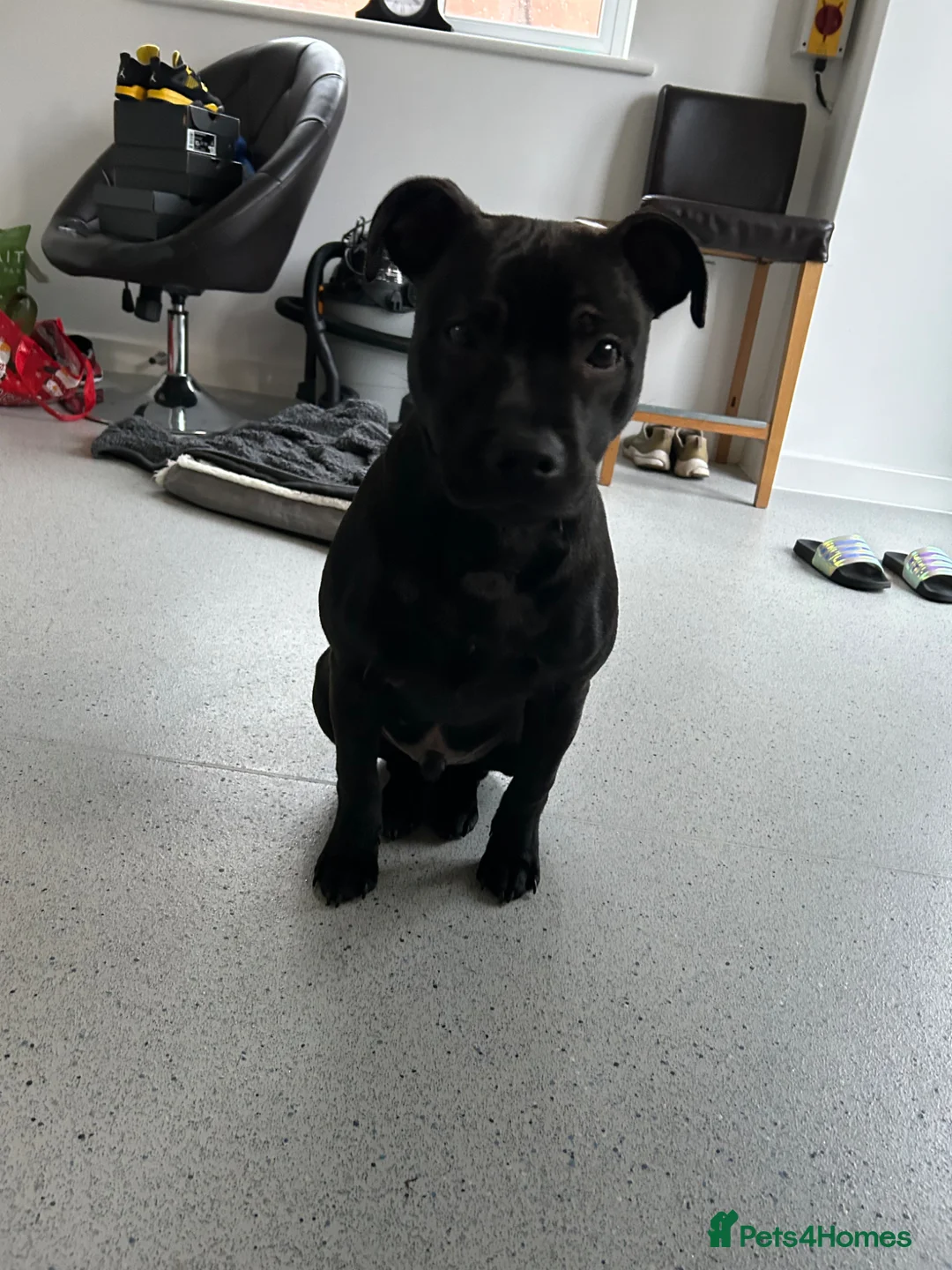 Staffordshire Bull Terrier dogs for sale: Staffordshire bull terrier in need of urgent home  - Advert 1