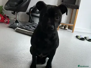 Staffordshire Bull Terrier dogs Staffordshire bull terrier in need of urgent home - Advert 1