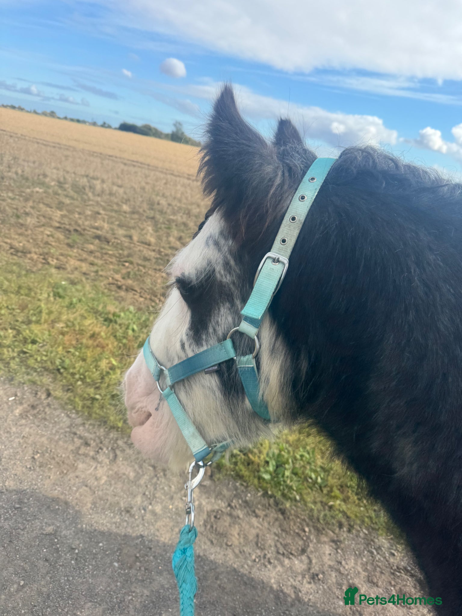 Irish Cob horses for sale: Norman  - Advert 22