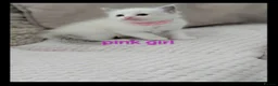 Ragdoll cats for sale: 🐾 5 Beautiful Ragdoll Kittens Looking for homes - Advert 5