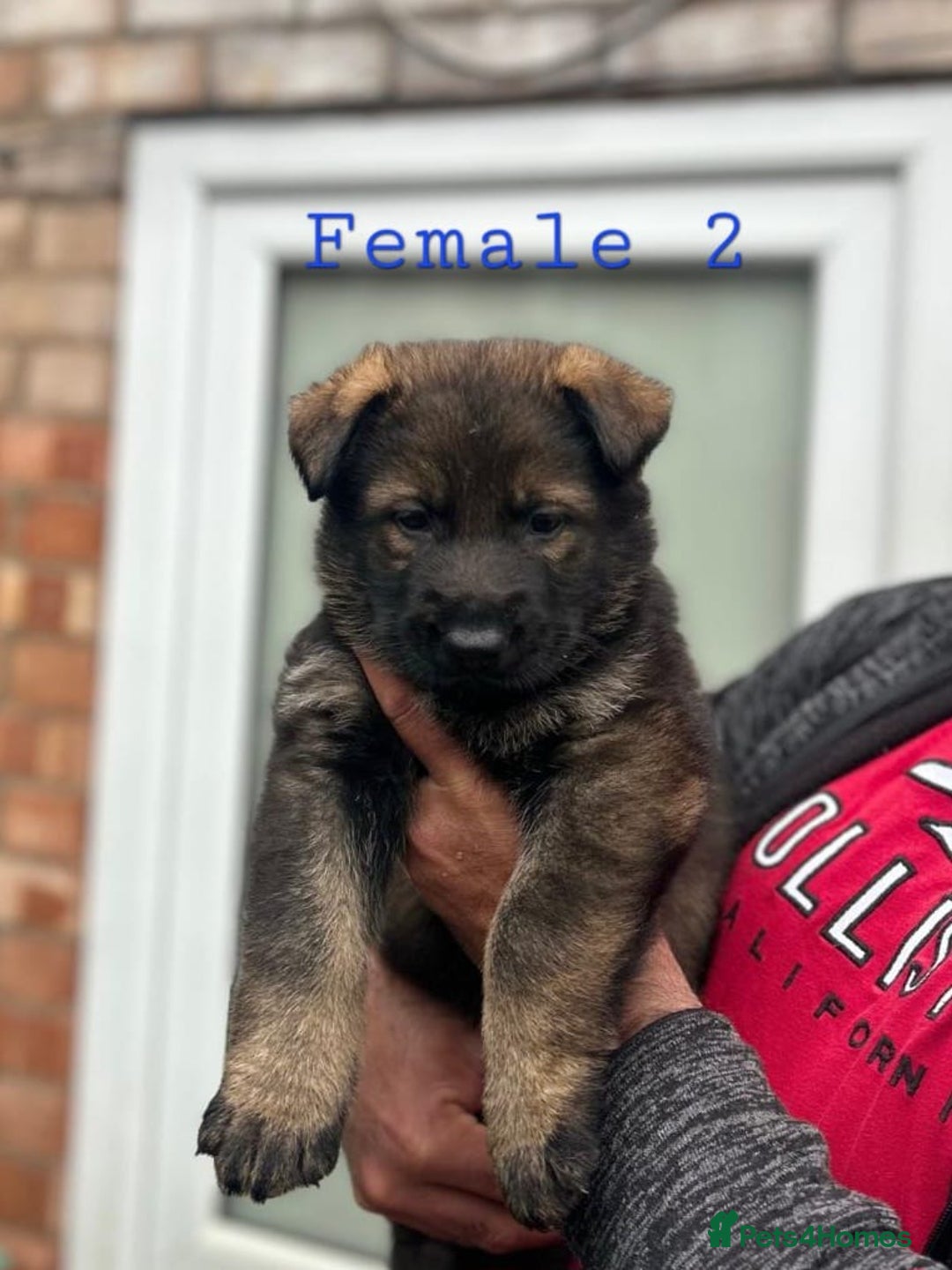 German Shepherd dogs for sale: Beautiful KC Registered Gsd Puppy Ready now😍😍 - Advert 17