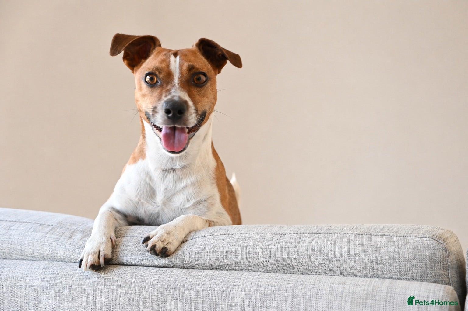 Jack Russell dogs Jack Russell stud available - Advert 1