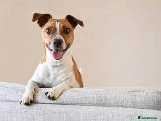 Jack Russell dogs Jack Russell stud available - Advert 1