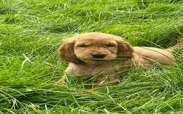 Cocker Spaniel dogs for sale: Show Type Cocker Spaniel Puppies - Advert 9