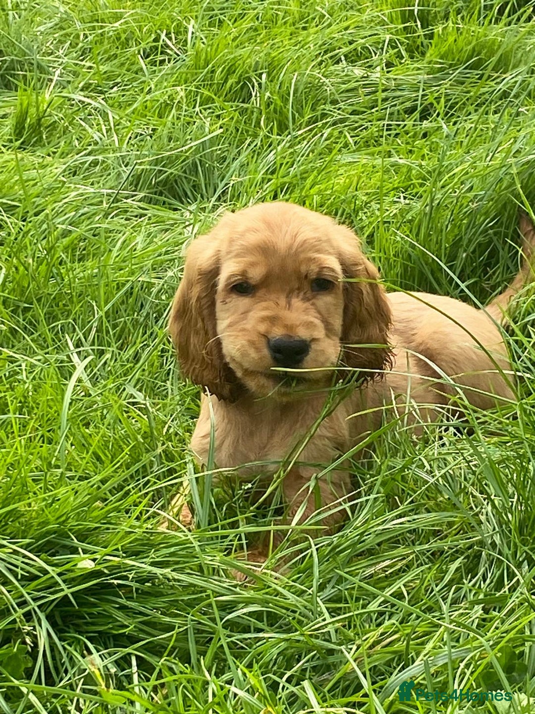Cocker Spaniel dogs for sale: Show Type Cocker Spaniel Puppies - Advert 9