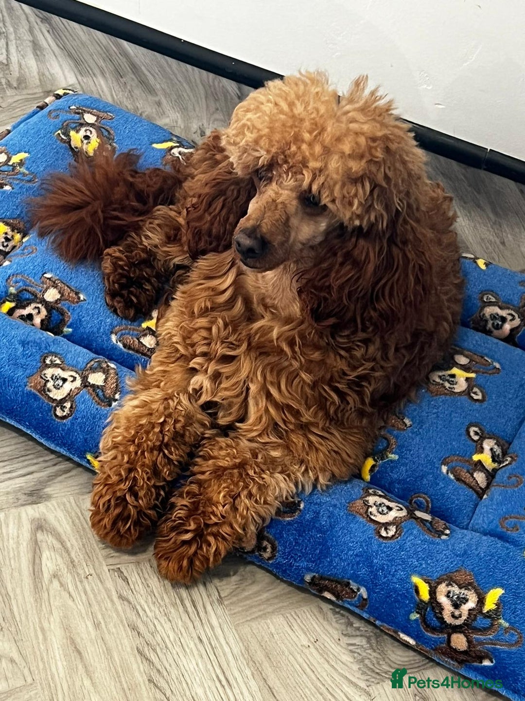 Cavapoo dogs for stud: FULLY Health Tested KC Toy Poodle STUD in Bacup - Advert 2