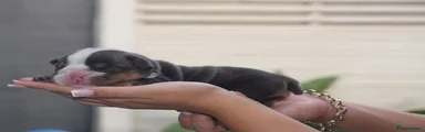 English Bulldog 4