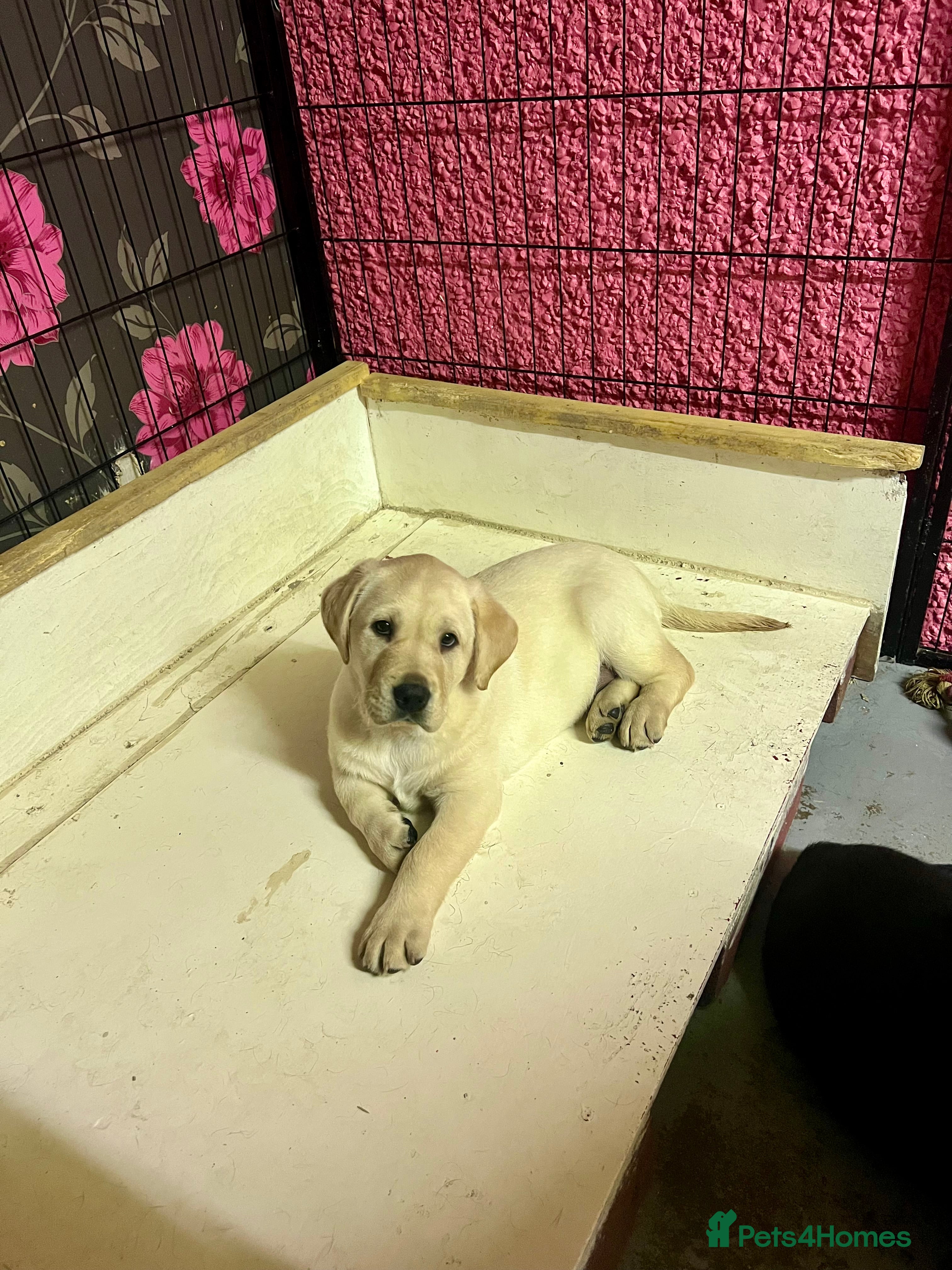 Labrador Retriever dogs KC Registered Royal Bloodline Puppies - Advert 7