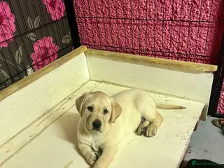 Labrador Retriever dogs KC Registered Royal Bloodline Puppies - Advert 7