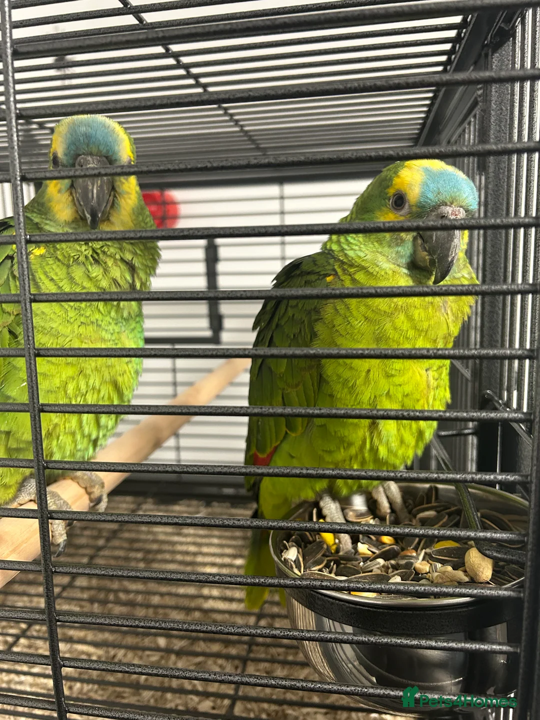 Parrots birds for sale: Hand Reared Baby Blue Fronted Amazons  - Advert 4