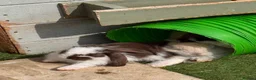 French Lop rabbits for sale: Pedigree French lop - Advert 6