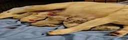 French Bulldog dogs for sale: Health Tested & Ready To Leave - Advert 2