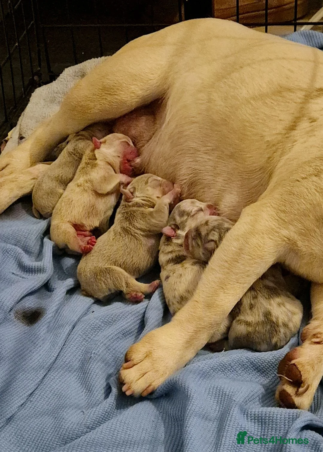 French Bulldog dogs for sale: Health Tested & Ready To Leave - Advert 2