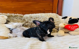 French Bulldog dogs for sale: 🏆KC registered, Standard French Bulldog Puppies🏆 - Image 26