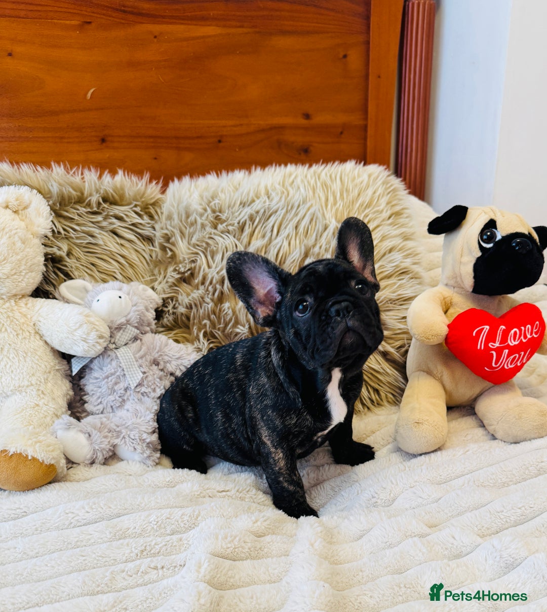 French Bulldog dogs for sale: 🏆KC registered, Standard French Bulldog Puppies🏆 - Image 26