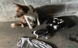 Welsh Collie dogs for sale: Welsh collie pups for sale  - Image 5