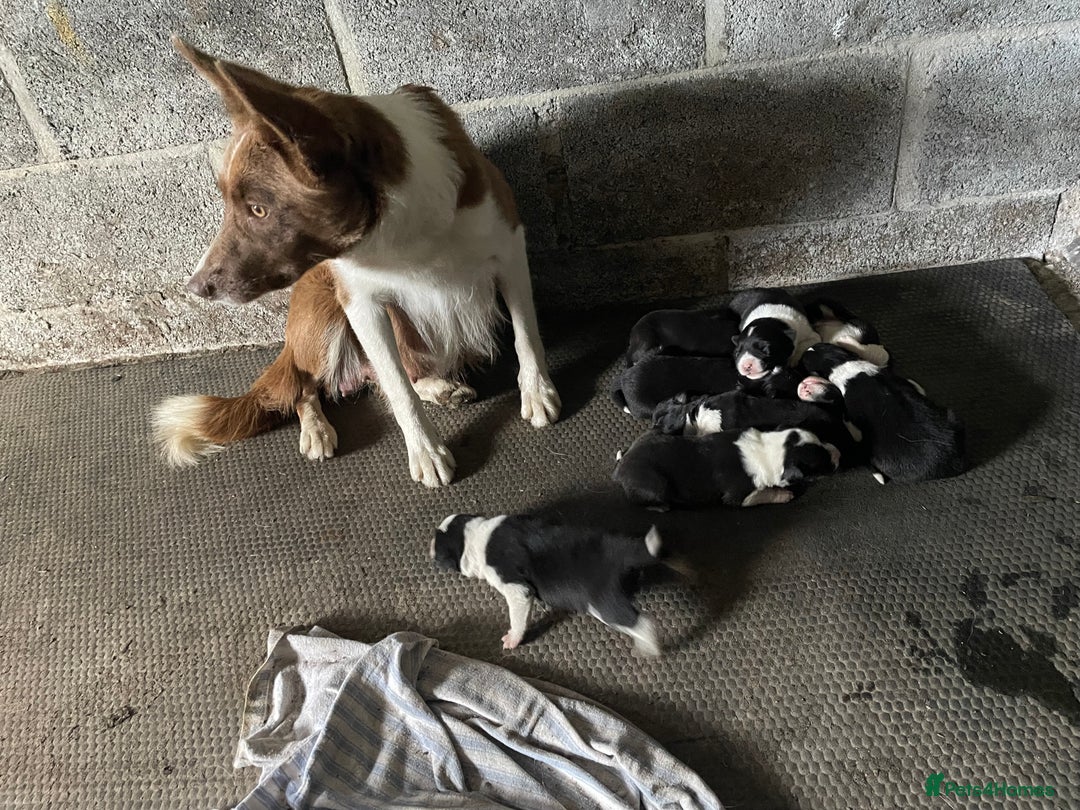 Welsh Collie dogs for sale: Welsh collie pups for sale  - Image 5