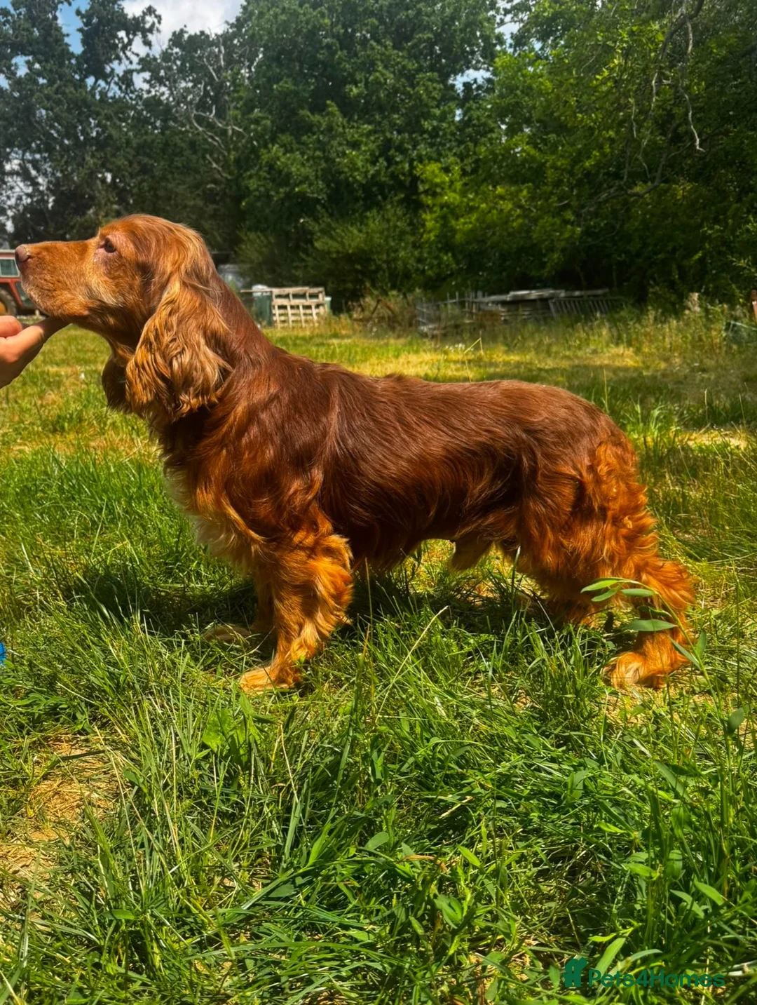 Cocker Spaniel dogs for stud: Cocker spaniel for stud - Advert 2