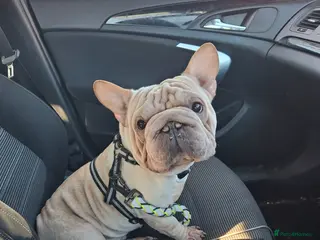 French Bulldog dogs French bulldog - Advert 9