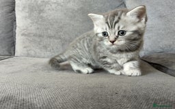 British Shorthair cats for sale: Stunning British Shorthair Kittens For Sale - Image 23