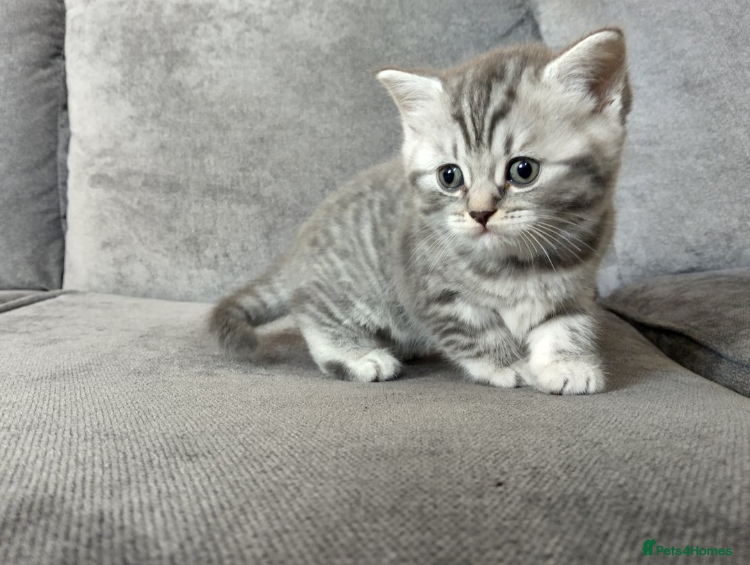 British Shorthair cats for sale: Stunning British Shorthair Kittens For Sale - Image 23