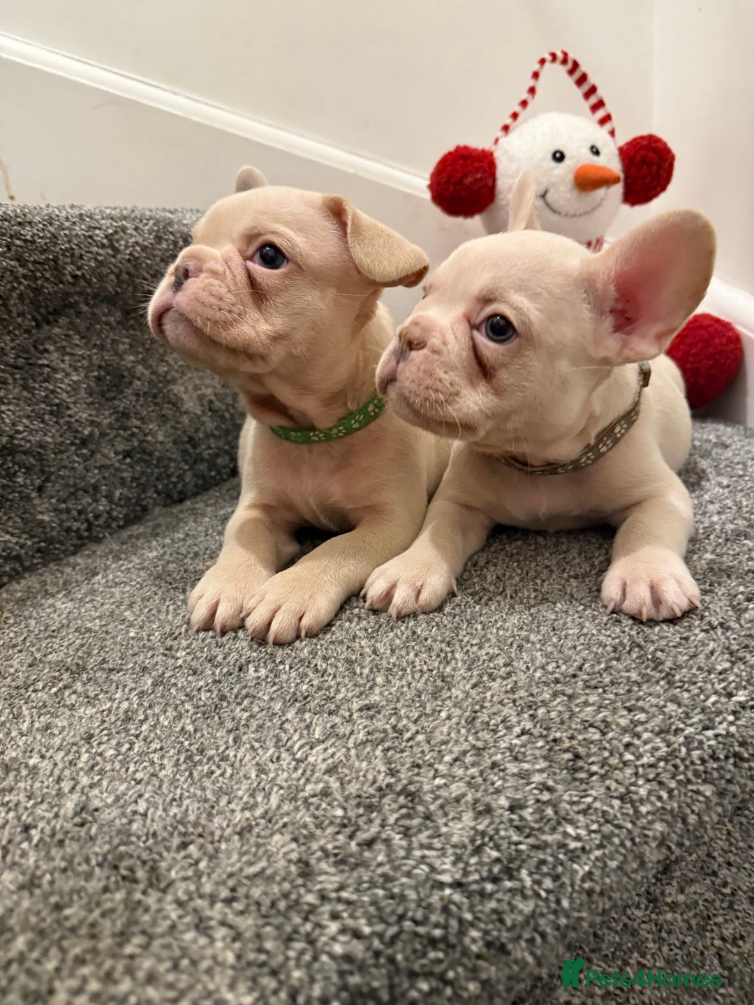 French Bulldog dogs for sale: Cream/ platinum French Bulldog puppy , ready now❤️ - Advert 17