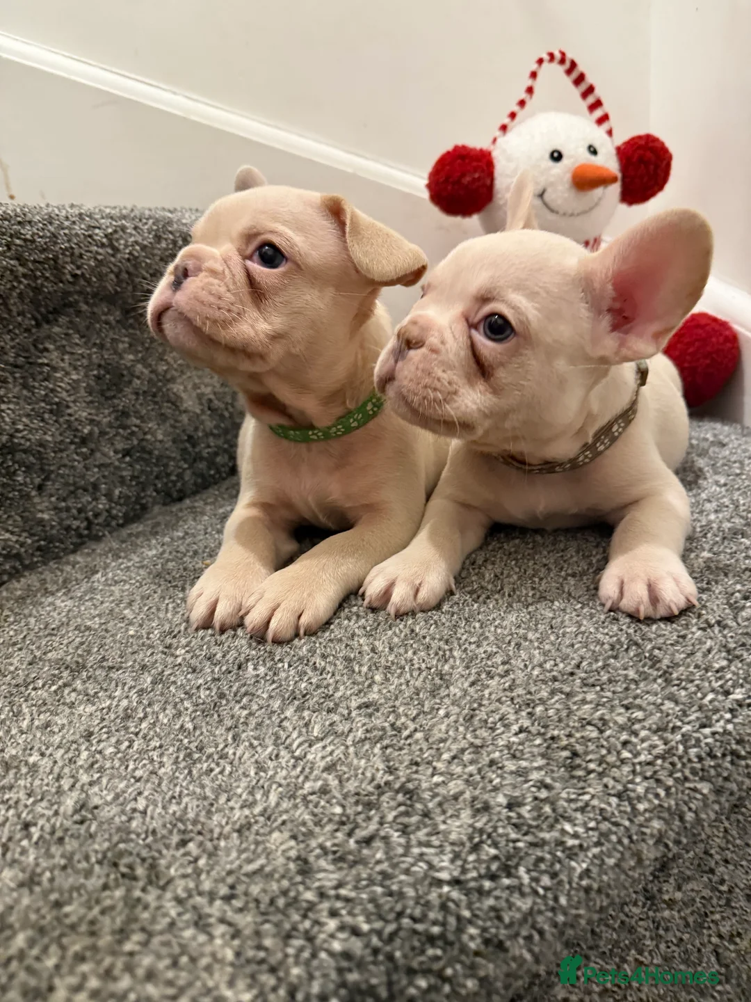 French Bulldog dogs for sale: Cream/ platinum French Bulldog puppy , ready now❤️ - Advert 22