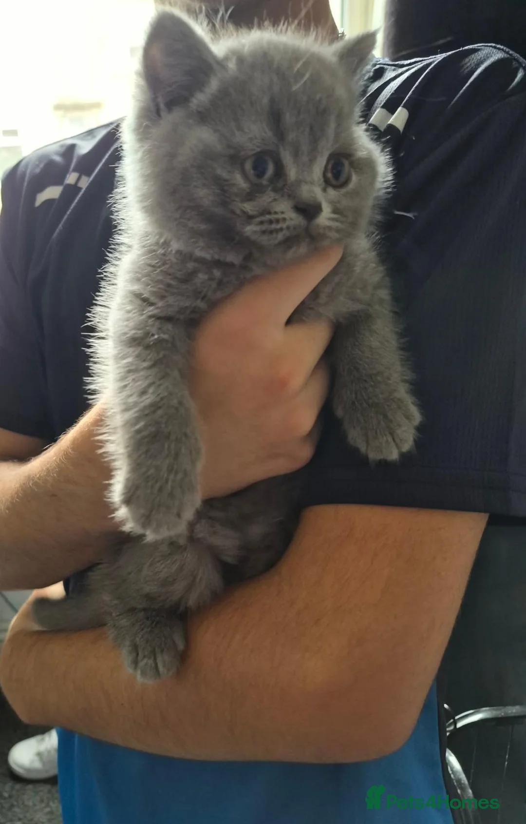 British Shorthair cats for sale: 8 week old British short hair  - Advert 4