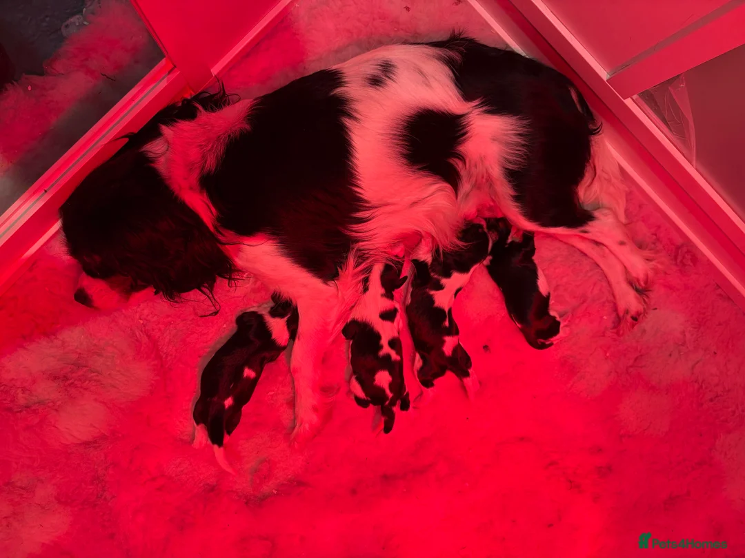 Cavalier King Charles Spaniel dogs for stud: Black & tan stud 🏴󠁧󠁢󠁳󠁣󠁴󠁿 - Advert 3