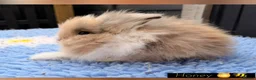 Lionhead rabbits for sale: PEDIGREE DOUBLE-MANE LIONHEADS 💕 - Advert 6