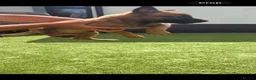 Belgian Shepherd Dog dogs for sale: Belgian Malinois Pup - Advert 4