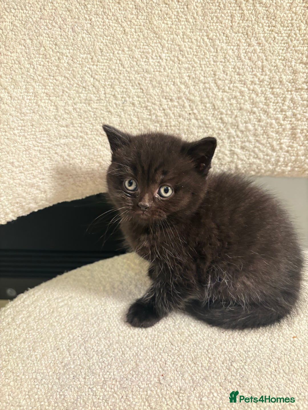 British Shorthair cats for sale: Only 1 girl left!! Pure British shorthair kittens  - Advert 22