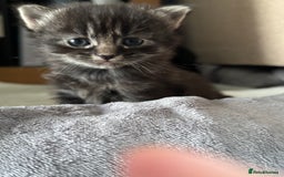 British Longhair cats for sale: Beautiful British longhair kittens - Image 12