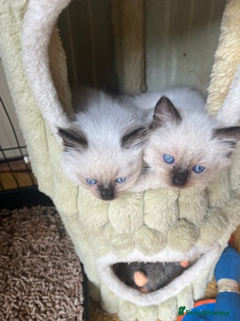 Ragdoll cats Beautiful pure breed Ragdoll kittens - Advert 1