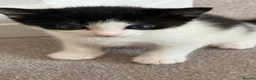 European cats for sale:  Two Kittens Looking for loving Home! 🏡❤️ - Advert 3