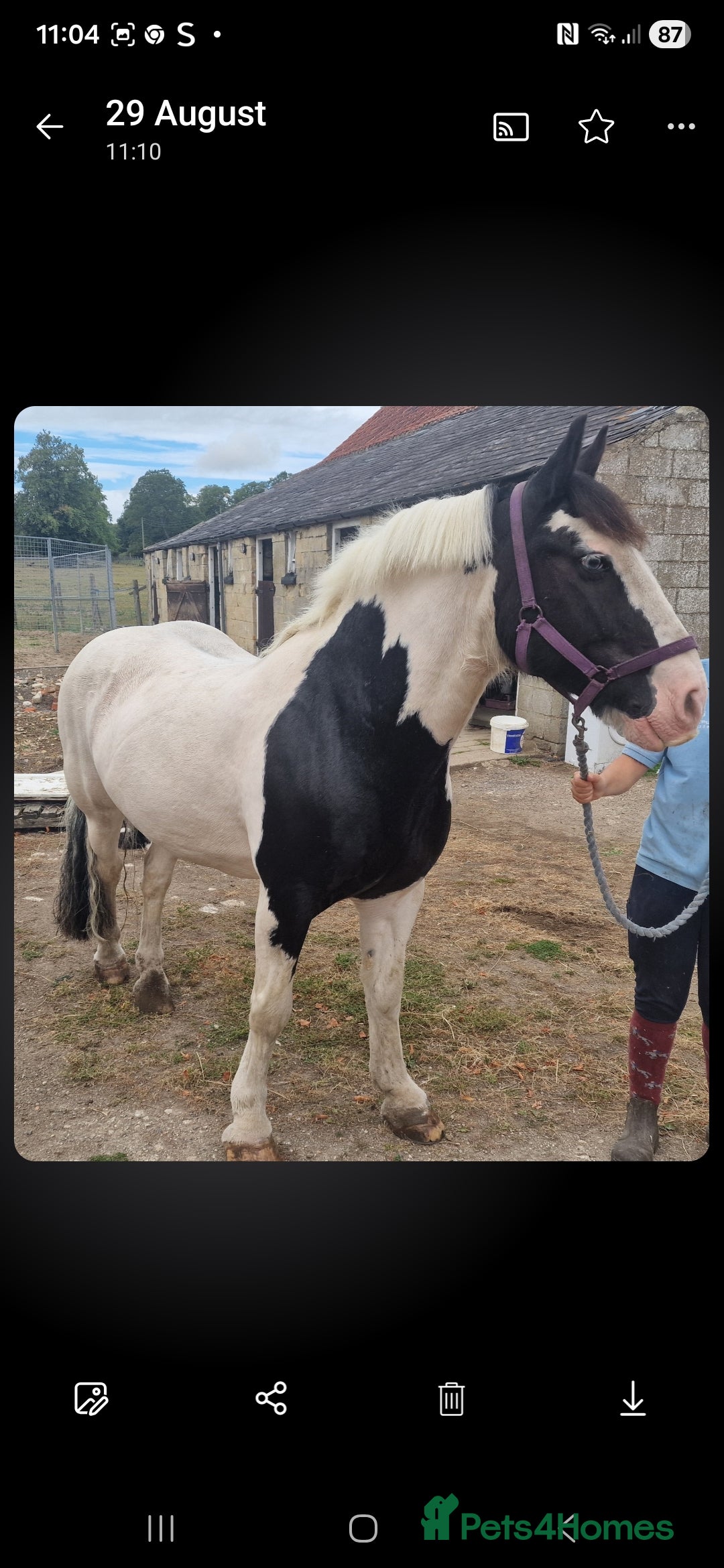 Irish Cob horses Seb the super cob!  - Advert 2